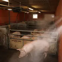 brumisation en élevage porcin lors de fortes chaleurs