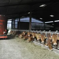 vaches limousines