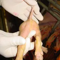 Le rotavirus est impliqué dans plus de 15 % des cas parvenus au laboratoire Labofarm