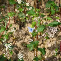 biodiversité HVE