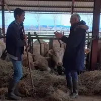 Mac Lesggy dans un élevage de charolais.