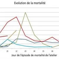 Evolution de la mortalité dans sept ateliers infectés, jusqu’au jour de prélèvement