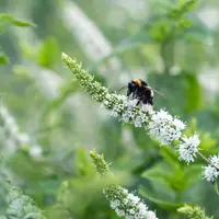 Abeille sur une fleur