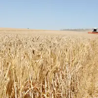 Moisson orge hiver - escourgeon
