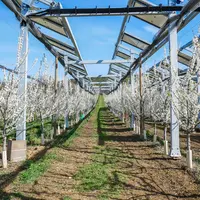 Ombrière agrivoltaïque au-dessus d'un verger de pruniers.