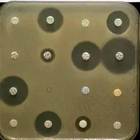 La résistance aux antibiotiques est le plus souvent réversible.