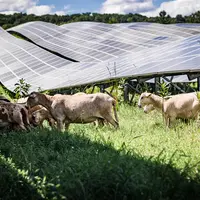 Pâturage en agrivoltaïsme sur le site AgriSolaire de Brookfield (USA)