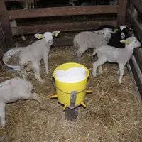 Le lait reconstitué donné aux agneaux surnuméraires doit être préparé avec attention pour éviter une surmortalité.