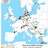 Carte des foyers et cas d’IAHP déclarés dans l’Union européenne entre le 26 octobre 2016 et le 8 janvier 2017 inclus (sources : OIE/FAO/ADNS/DGAL).