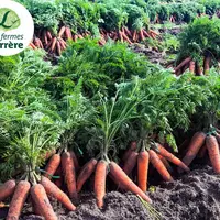 Carotte des Fermes Larrère
