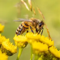 Abeille