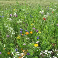 Jachère fleurie (biodiversité)