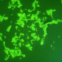 bactérie listeria