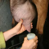 Alloter, réformer, traire en douceur et entretenir sa machine pour limiter les cellules.