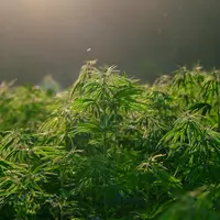 champs de chanvre (cannabis)