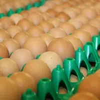 Un lien épidémiologique a été établi entre un centre de conditionnement d'oeufs polonais et une partie des cas de salmonelloses survenus dans 7 Etats-