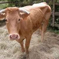 Vache limousine atteinte de paratuberculose présentant un amaigrissement important.