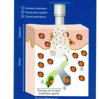 Toutes les zones de la peau possèdent de nombreuses cellules dendritiques, des cellules immunitaires particulièrement efficaces qui captent les antigè