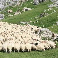 Brebis dans le Pays basque
