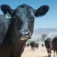 Vache génétiquement modifiée dont la viande a été autorisée aux Etats-Unis