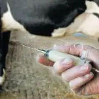 L’ANTIBIORÉSISTANCE est le
thème retenu pour la visite
sanitaire bovine en 2016.