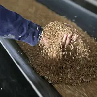 Grain de céréales