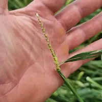 dégât de la grêle sur de l'orge