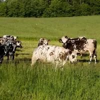 Ferme Hectar