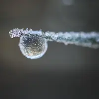 Gelées
