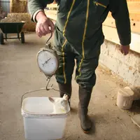 Il est important de peser régulièrement les chevrettes.