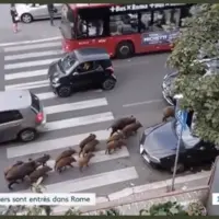 Sanglier ville capture écran reportage TV