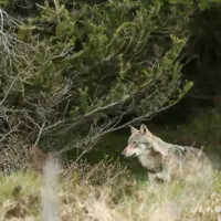 loup
