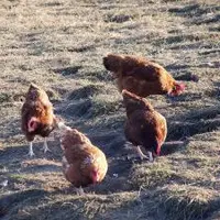 Vingt deux poules sur la trentaine présentes sont mortes à partir du 14 novembre