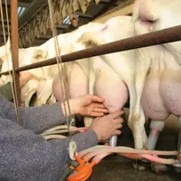 En filière caprine, santé mammaire va de pair avec la traite.