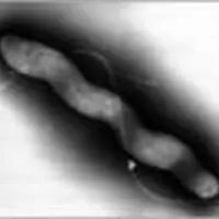La bactérie Campylobacter est à l'origine de la première maladie d'origine alimentaire dans l'Union Européenne.