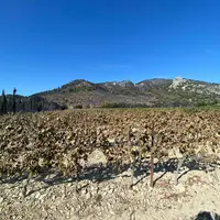 Dessécement des feuilles d'une parcelle de vigne proche de l'incendie en cours à Beaumes-de-Venise