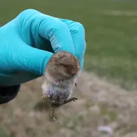 Rat taupier