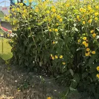 En trois ans à peine Silphie France a contribué à implanter plus de 3200 ha de cette plante sur 80 départements en France