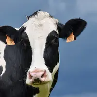 Vache laitière