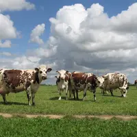 vaches mises à l'herbe