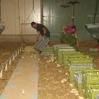 Les poussins sont répartis sur le papier d'aliment et à proximité de points d'eau.