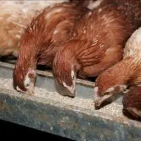 En poulettes, 84 % des lots de l'enquête n’ont reçu aucun traitement antibiotique.
