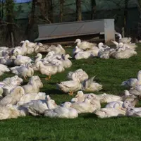 La quasi totalité des foyers de H5N8 HP concerne des canards à foie gras