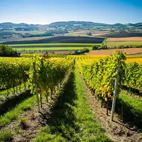 Vignoble volcanique en Auvergne