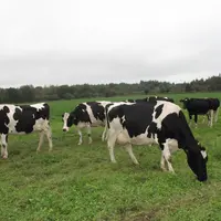 Rejet méthane bovins