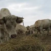 ajout de foin aux vaches pendant la sécheresse