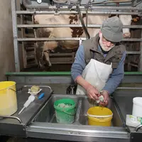 Eleveur laitier proche de la retraite