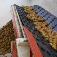 Chargement de pommes de terre