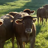 élevage bovin viande race limousine