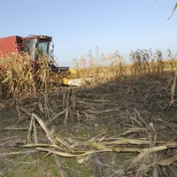 Dégâts de sanglier dans un champ de maïs